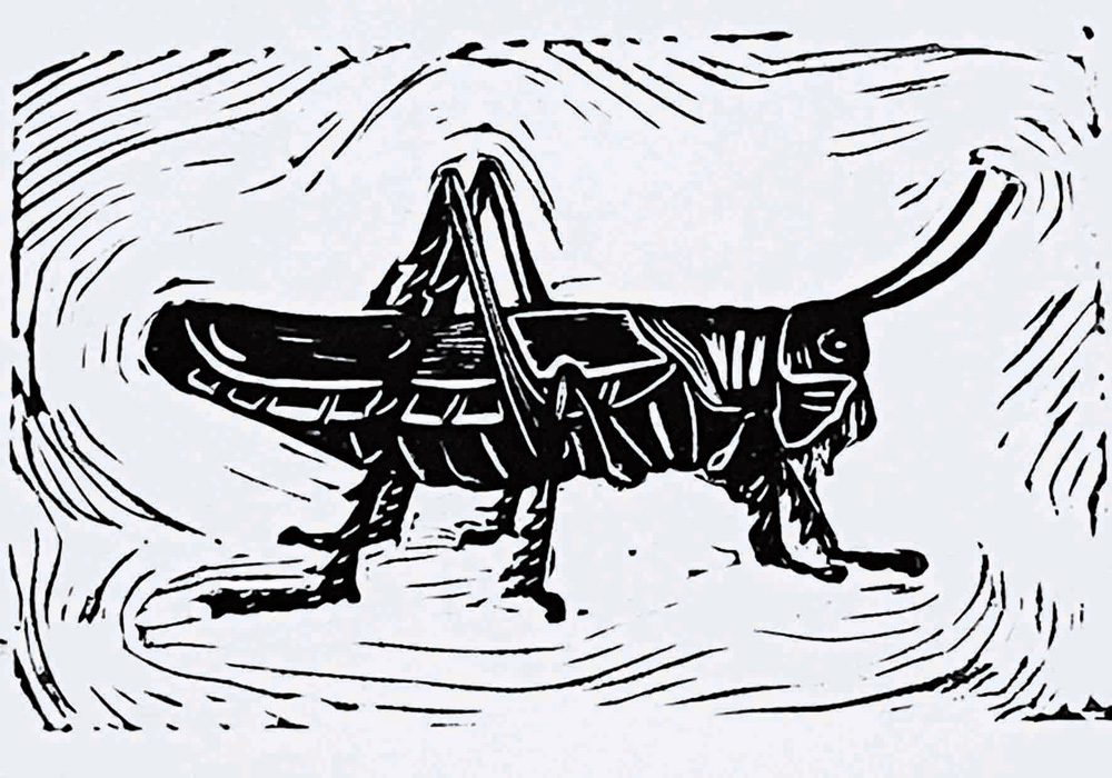 1 Grasshopper