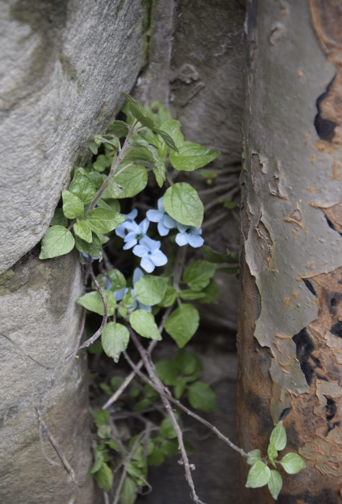 Forget-me-nots