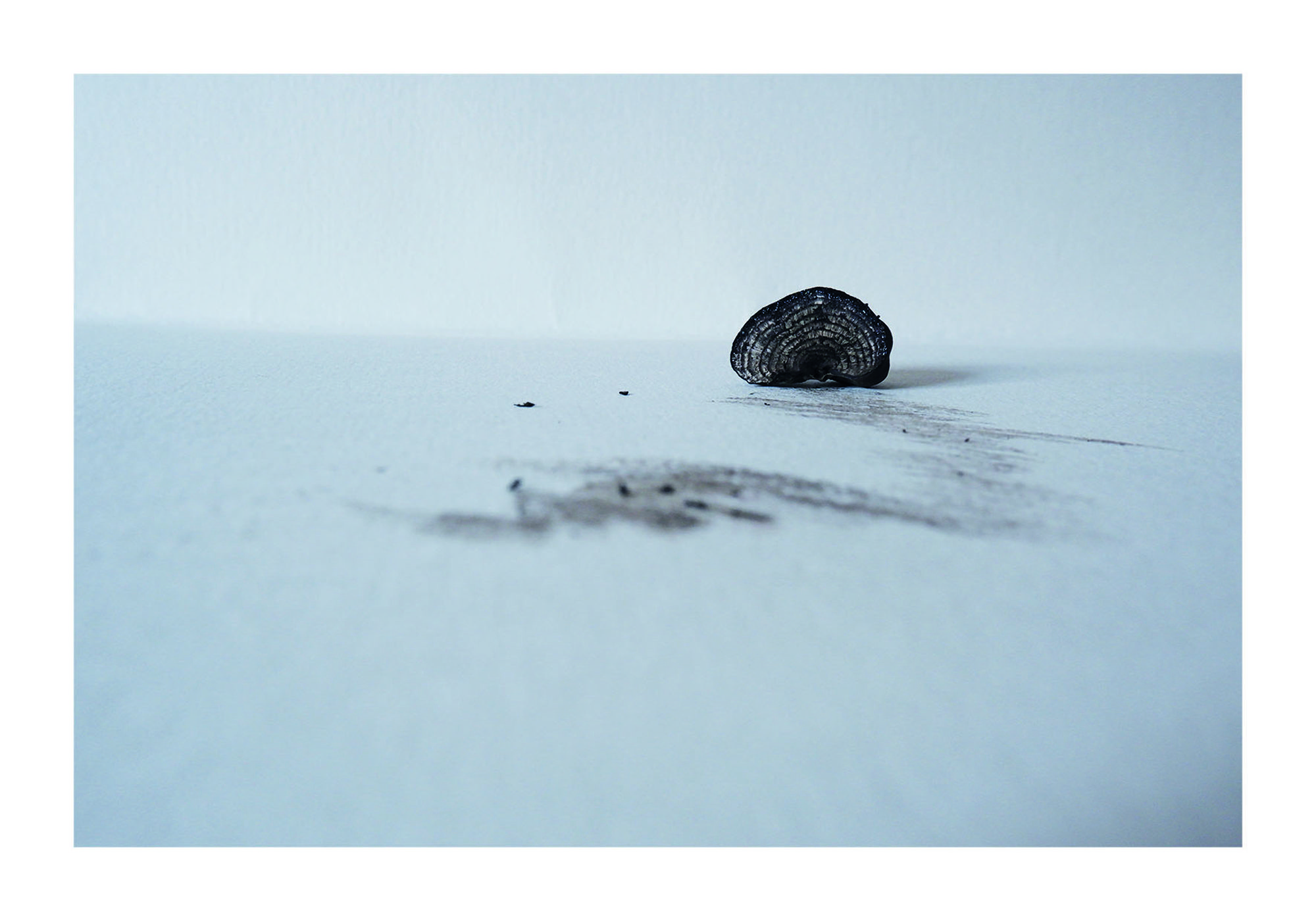 Juliet Mootz Project 1 Living Shadows. St Alfreds Cakes fungi,Daldinia Concentrica, test mark study