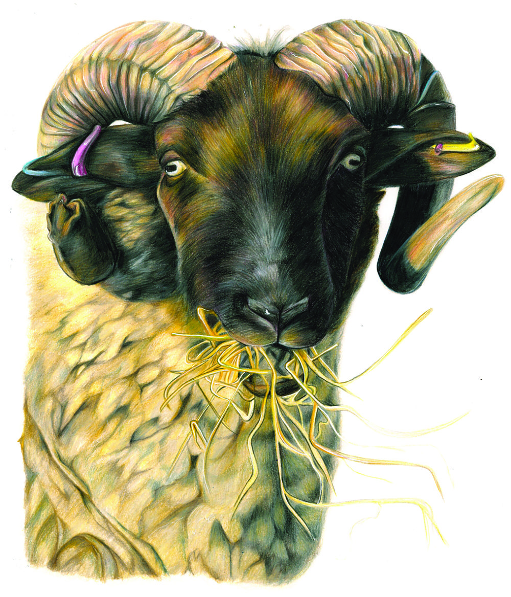 Caitlin Carpenter”Ram” degree show catalogue